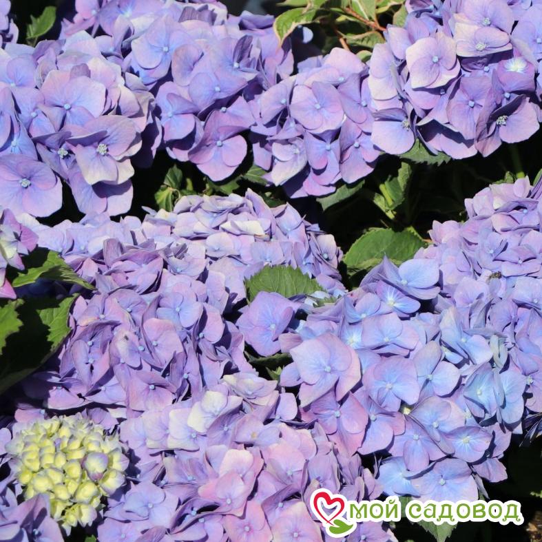 Гортензия крупнолистная Ренате Стайнгер ЗКС