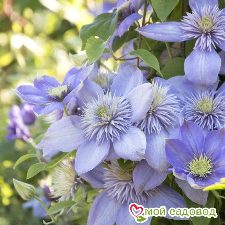 Клематис Блю Лайт ЗКС