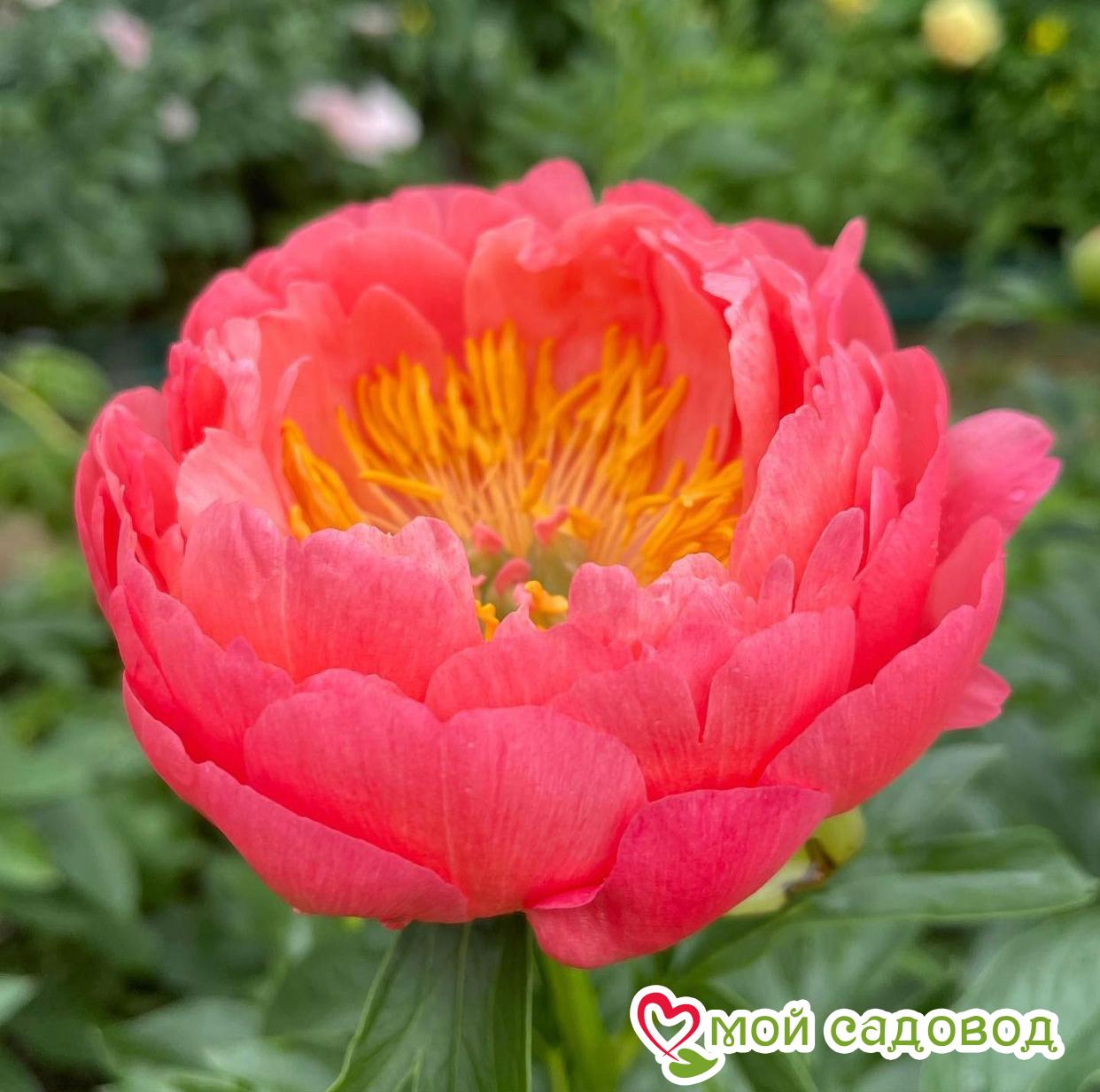Пион травянистый Корал Сансет
