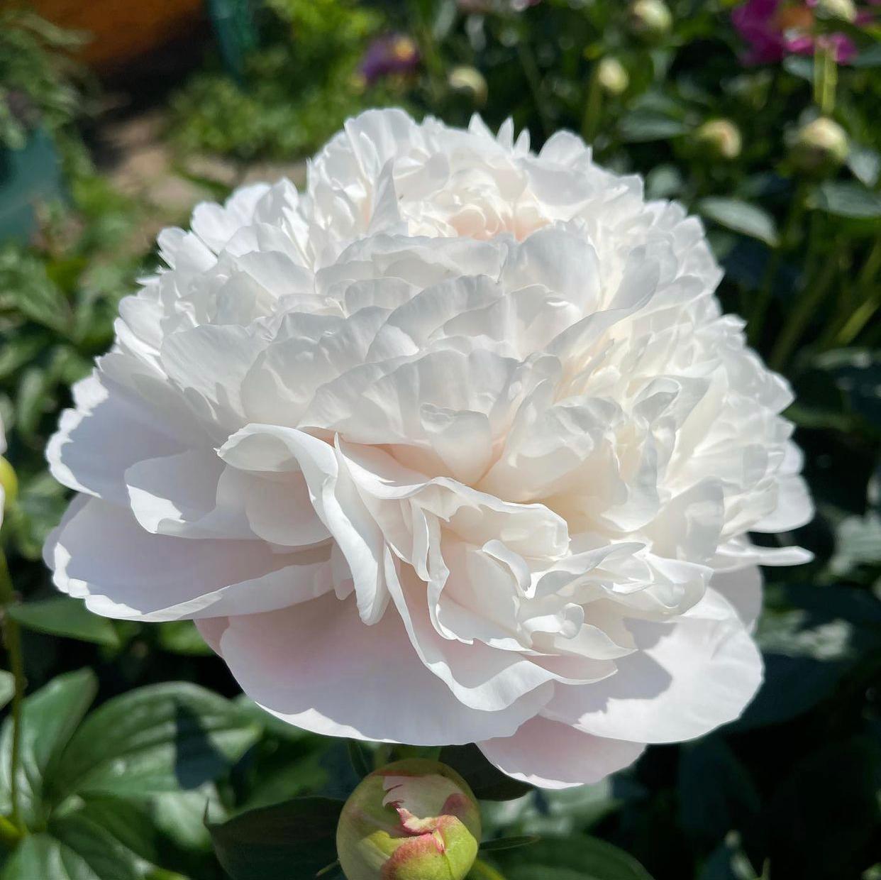 Пион Корина Версан