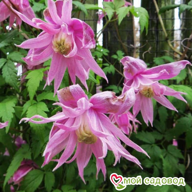 Клематис Пинк Сюрпрайз