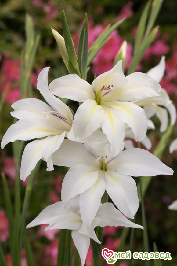 ГЛАДИОЛУС АЛЬБУС