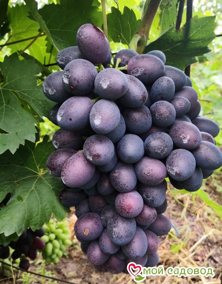 Виноград Торнадо столовый