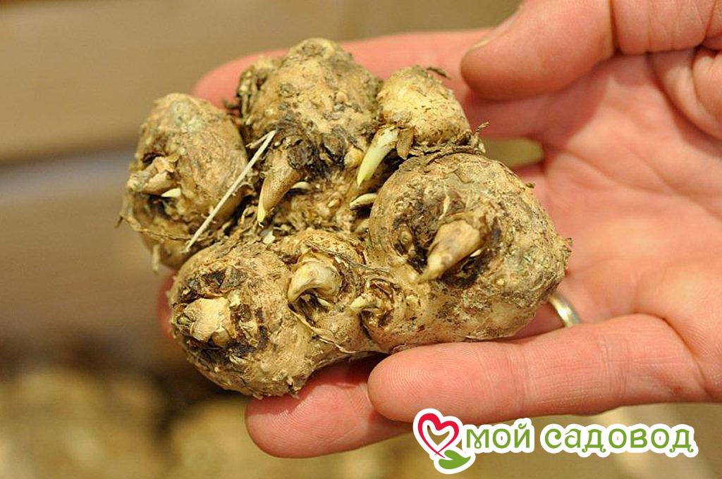 Калла Оникс