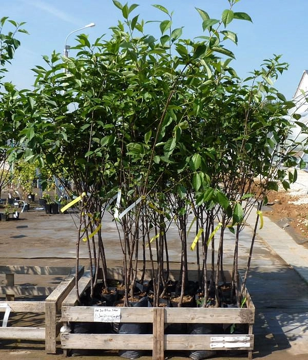 Вишня Екатерина