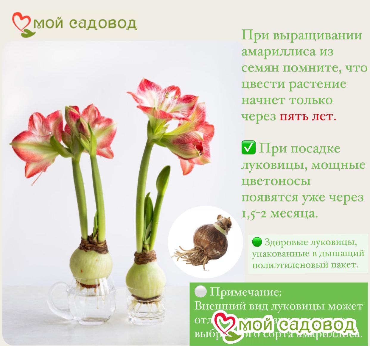 Амариллис Бархатная Карта